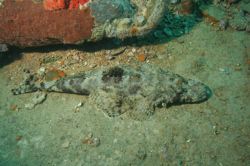 Crocodile Fish on the deck of Thisslgorm by Richard Goluch 